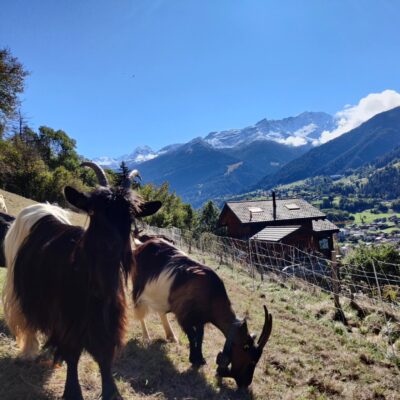 Our new neighbours arrived this weekend.