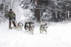 husky sleigh ride verbier